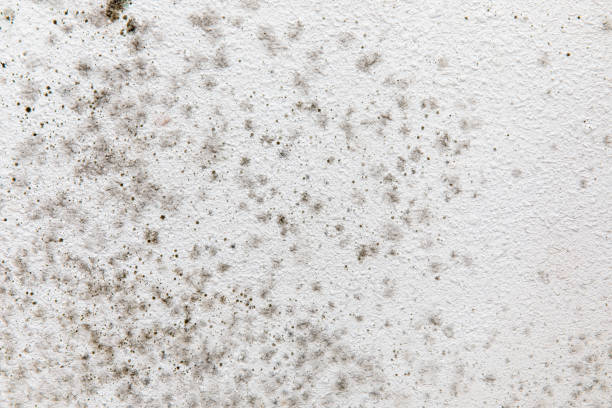 Environmental Consulting for Mold Prevention in Grand Junction, CO