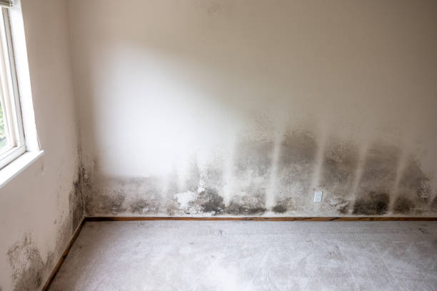 Best Mold Remediation for Healthcare Facilities  in Grand Junction, CO