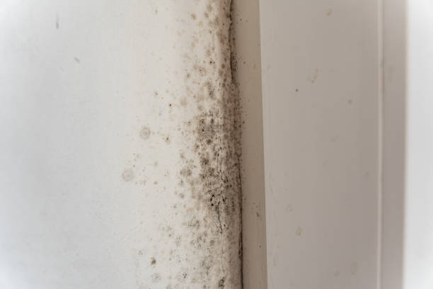 Mold Odor Removal Services in Grand Junction, CO